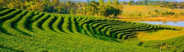 best time visit assam